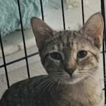 Thumbnail photo of Gina Brown Tabby #2