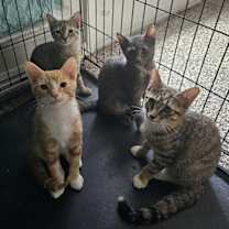 Thumbnail photo of Gina Brown Tabby #3