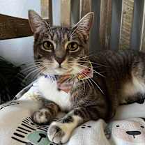 Thumbnail photo of Pixie #1