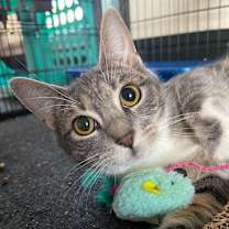 Thumbnail photo of Pixie #3