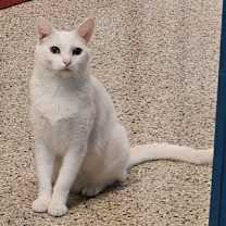 adopt-pet