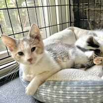 Thumbnail photo of Pippa #2