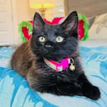 Thumbnail photo of Elizabeth #1