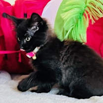 Thumbnail photo of Elizabeth #2