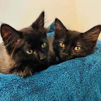 Thumbnail photo of Elizabeth #4