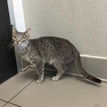 Thumbnail photo of Cookie #1