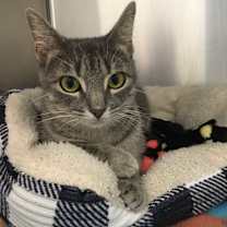 Thumbnail photo of Cookie #2