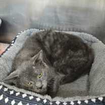 Thumbnail photo of Gizzy #2