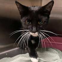 adopt-pet