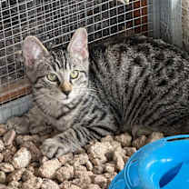 Thumbnail photo of Camero #1