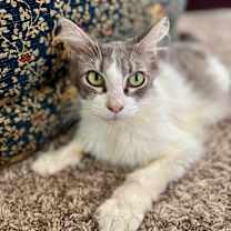 Thumbnail photo of Meowidith Grey #2