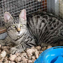 Thumbnail photo of Camero #2