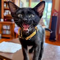 Thumbnail photo of Bogey #2