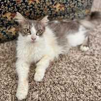 Thumbnail photo of Meowidith Grey #1