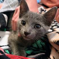 Thumbnail photo of Little Tyke #2