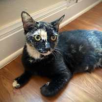 Thumbnail photo of Crayola #1