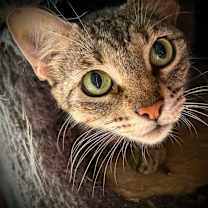 Thumbnail photo of Mother Goose #1