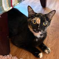 Thumbnail photo of Crayola #3