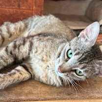 Thumbnail photo of Mother Goose #3