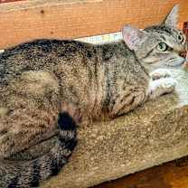 Thumbnail photo of Mother Goose #2