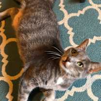 Thumbnail photo of Audi #3