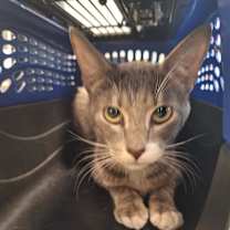 Thumbnail photo of Ruffles  #2