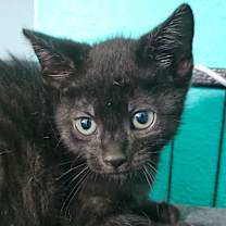 Thumbnail photo of Bugle #3