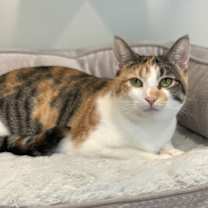 Thumbnail photo of Cosette #1