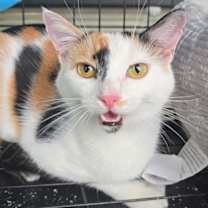 Thumbnail photo of Pepper #4