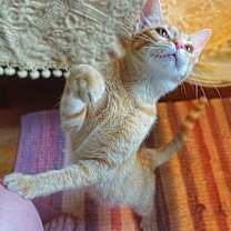 Thumbnail photo of KITTEN POLLYWOG #3