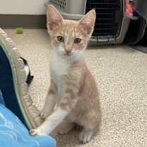 Thumbnail photo of Espurr #4