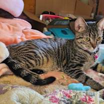 Thumbnail photo of Bella #2