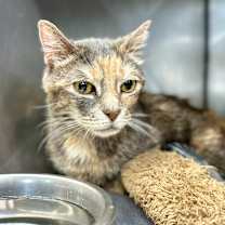 Thumbnail photo of Ozzette 22 #2