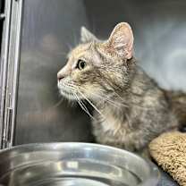 Thumbnail photo of Ozzette 22 #3