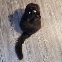 Thumbnail photo of Fabian #2