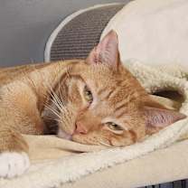 Thumbnail photo of Finnegan #1