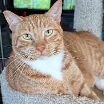 Thumbnail photo of Finnegan #2