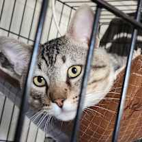 Thumbnail photo of Lyon (FIV+) #1