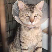 Thumbnail photo of Lyon (FIV+) #2