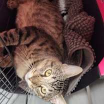 Thumbnail photo of Lyon (FIV+) #3