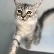 Thumbnail photo of DelCatty #1