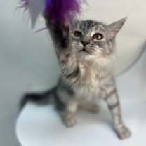 Thumbnail photo of DelCatty #2