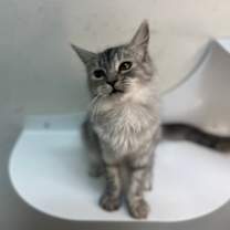 Thumbnail photo of DelCatty #3