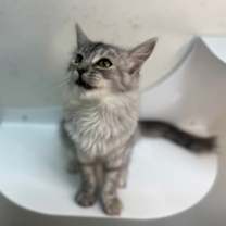 Thumbnail photo of DelCatty #4