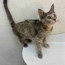 Thumbnail photo of Whiskeroni #2