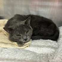 Thumbnail photo of Gizzy #3