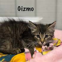Thumbnail photo of Gizmo #1
