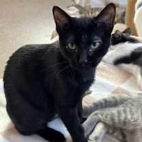 Thumbnail photo of Eggs #1