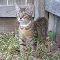 Thumbnail photo of Tiger #1