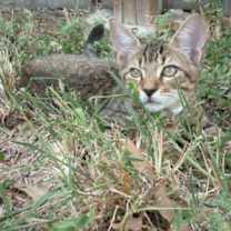 Thumbnail photo of Tiger #3